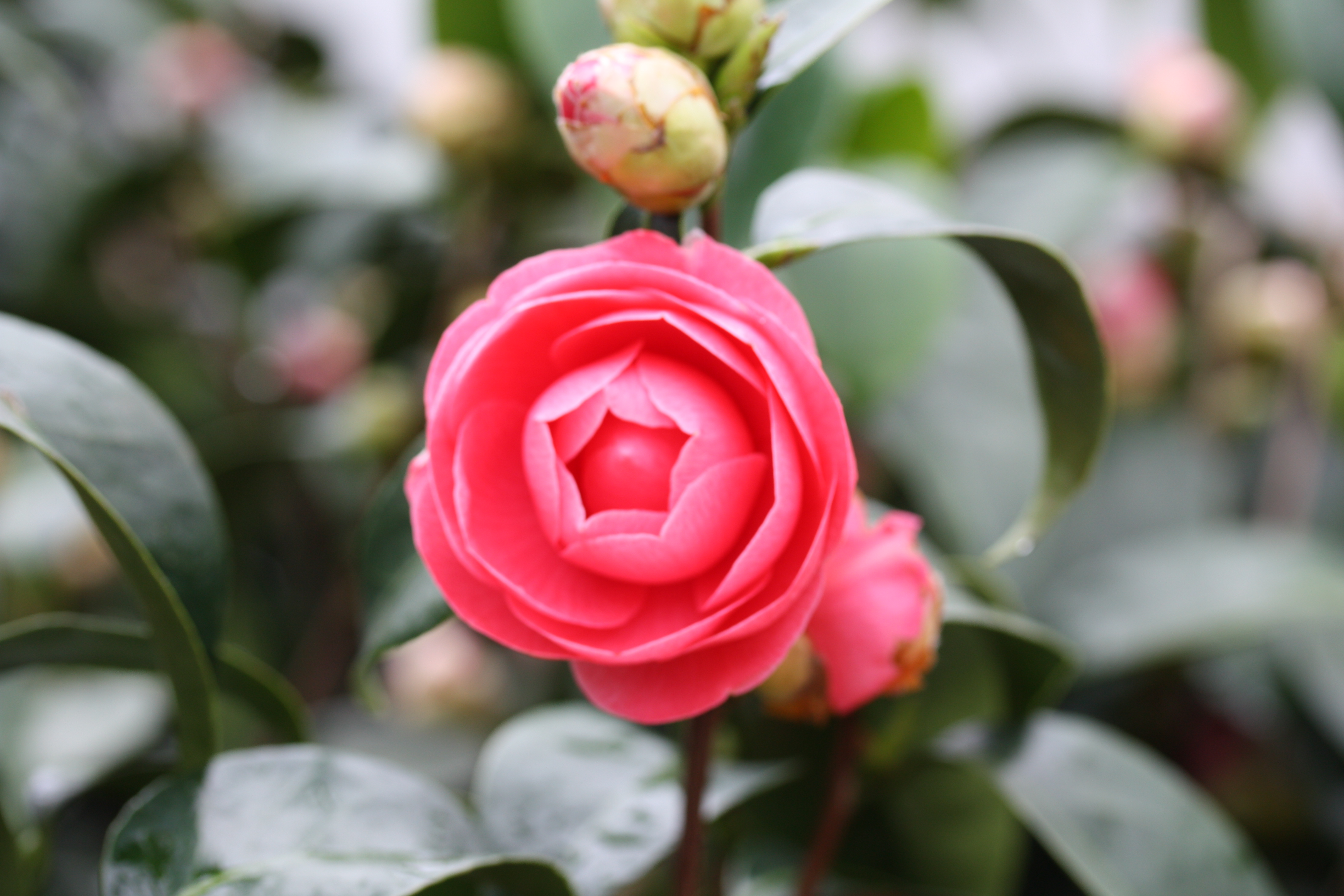 When the camellia is in the air