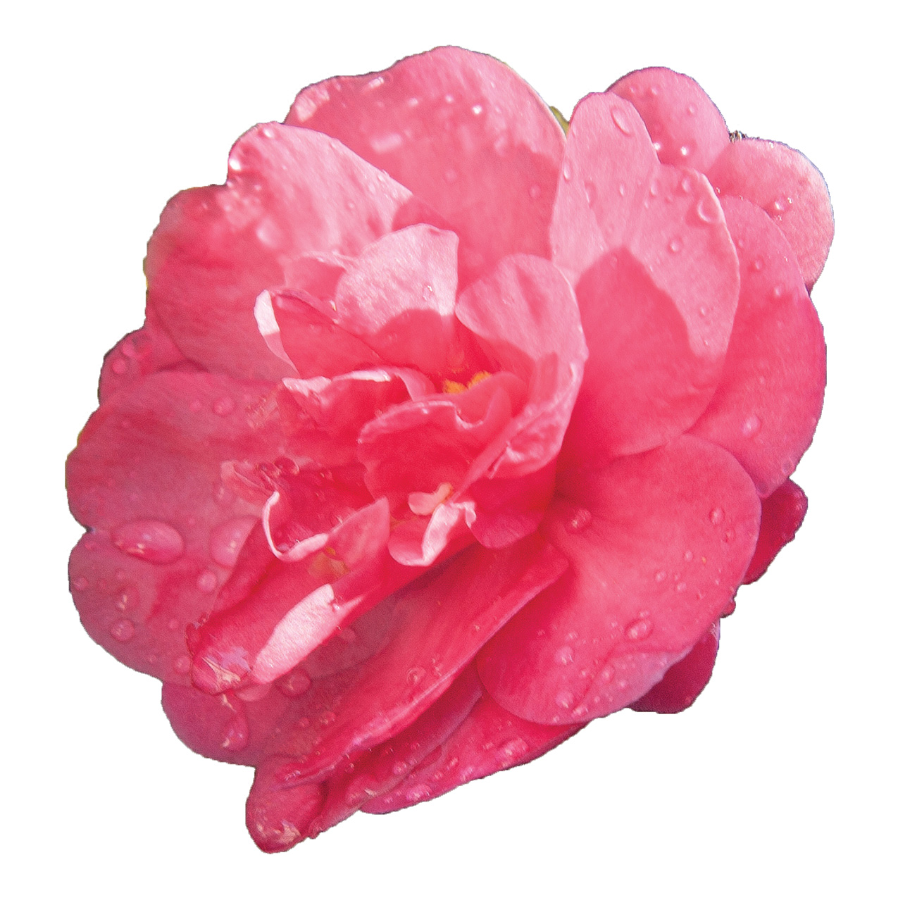 October Magic® Rose™