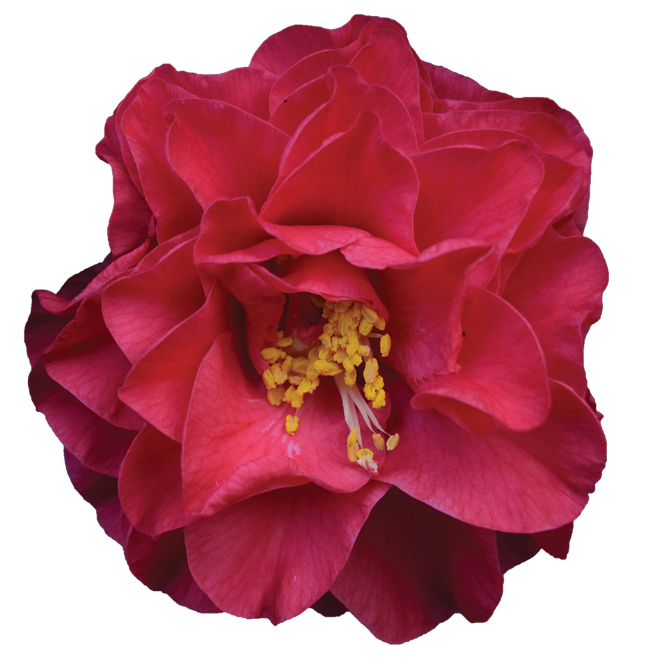 Lady Laura Red - Japonica