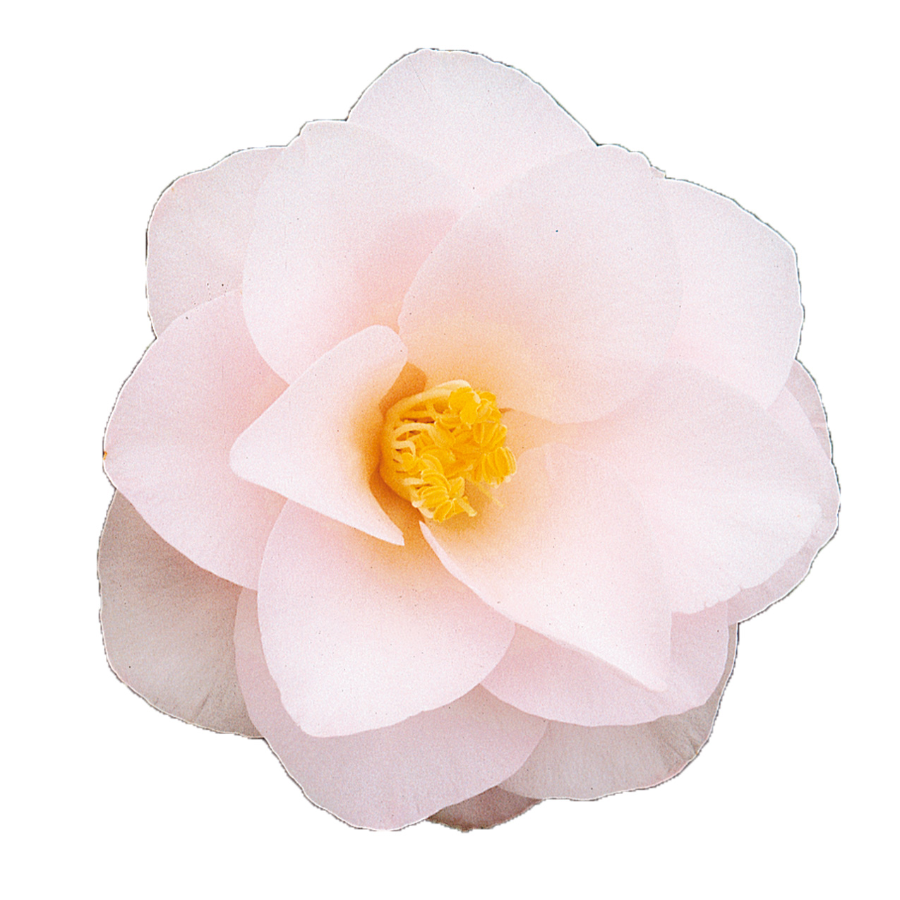 Magnoliaeflora