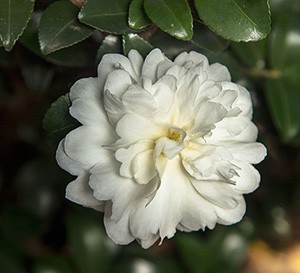 October Magic® Ivory™ Camellia