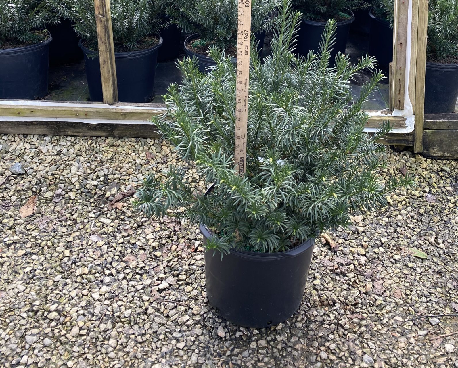 Cephalotaxus ‘drupacea’