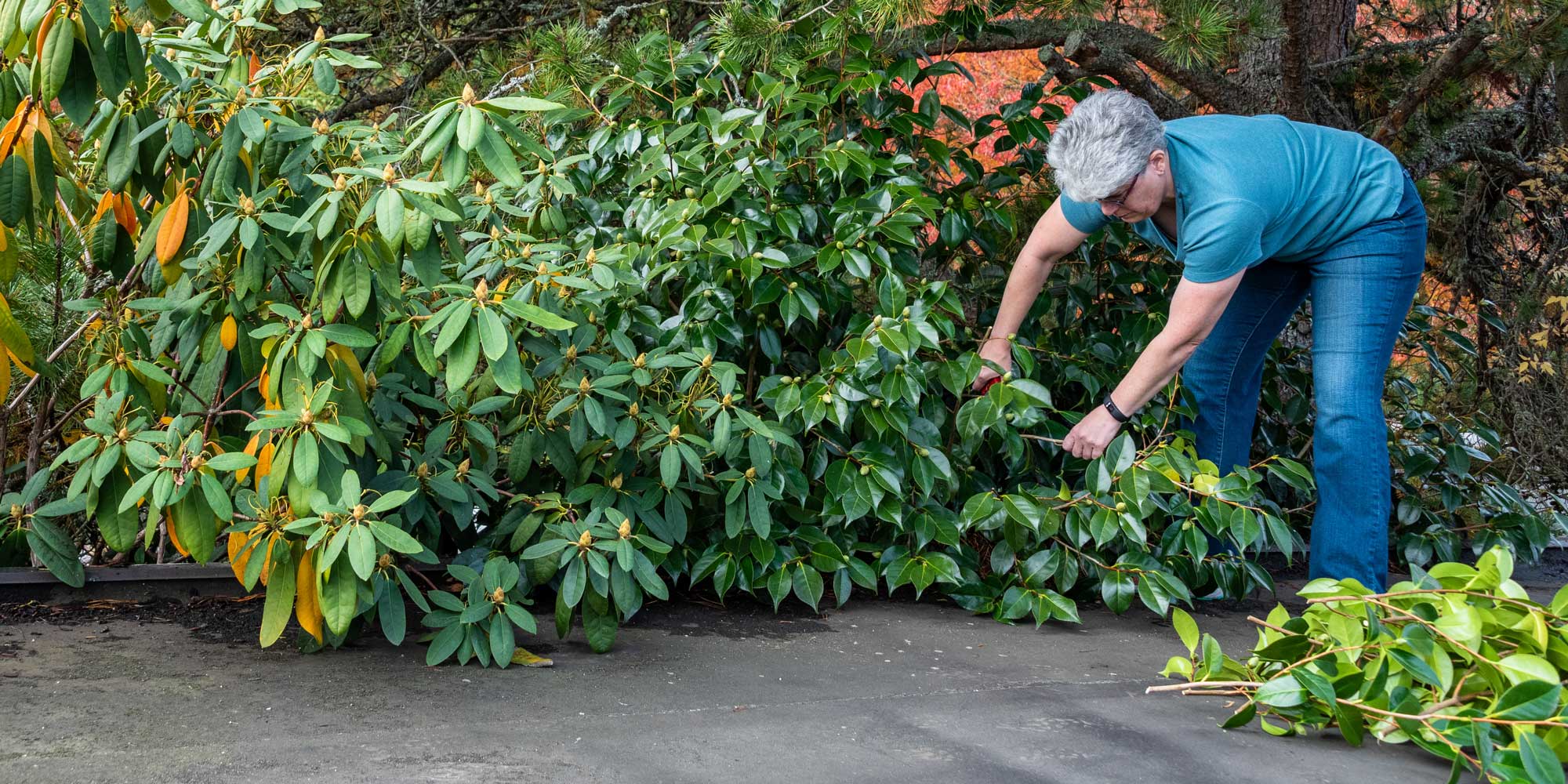 July Plant Care Tip