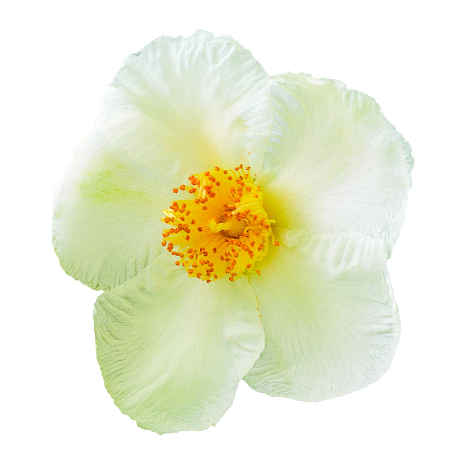 Stewartia pseudocamellia